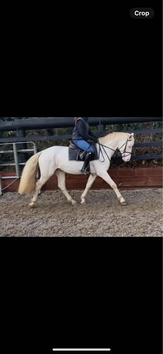 ☘️Ballinavoash Joey full  Connemara stallion ☘️ - Image 4
