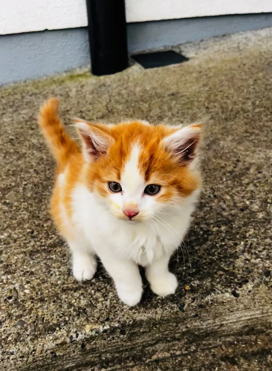 Kitten - Image 2