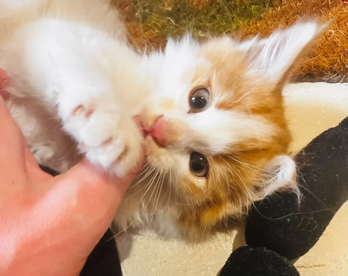 Kitten - Image 3