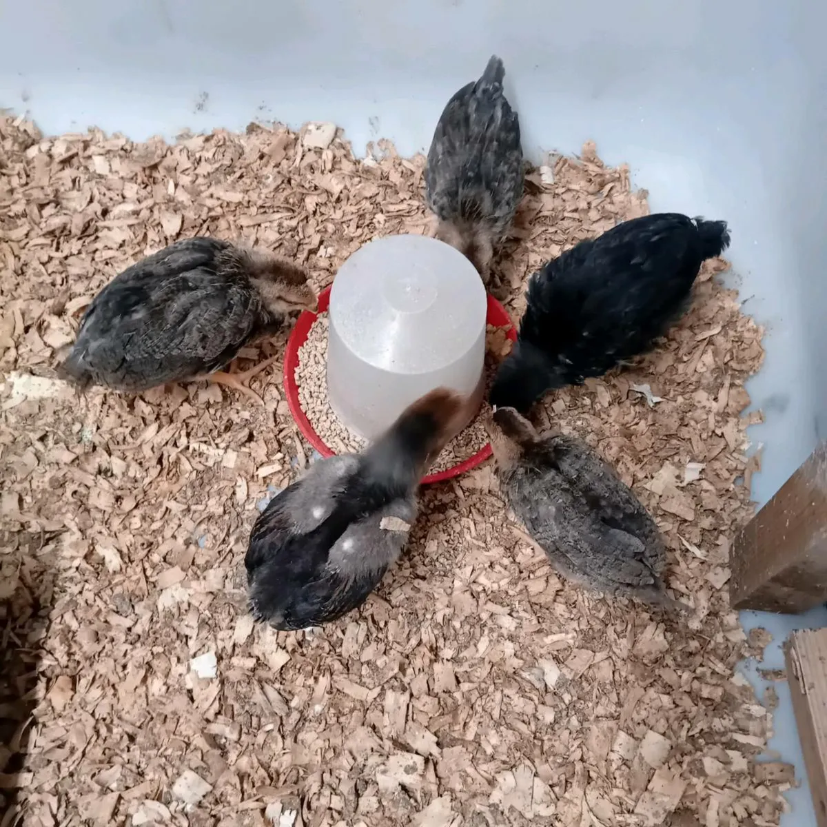 Chicks
