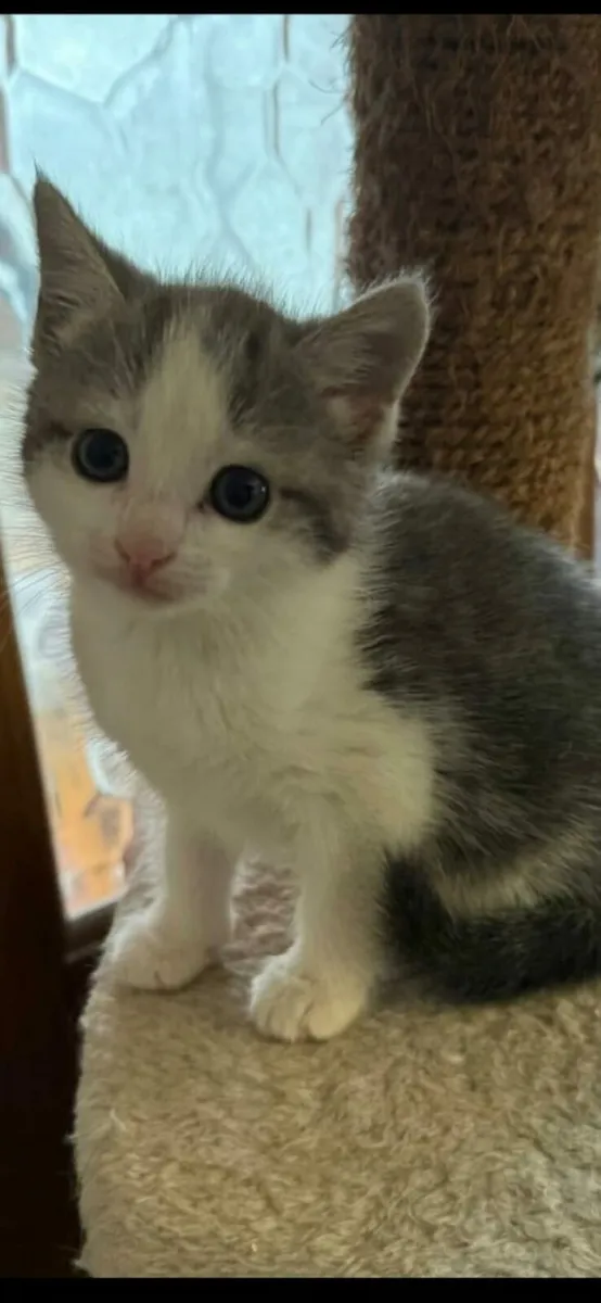 Kitten