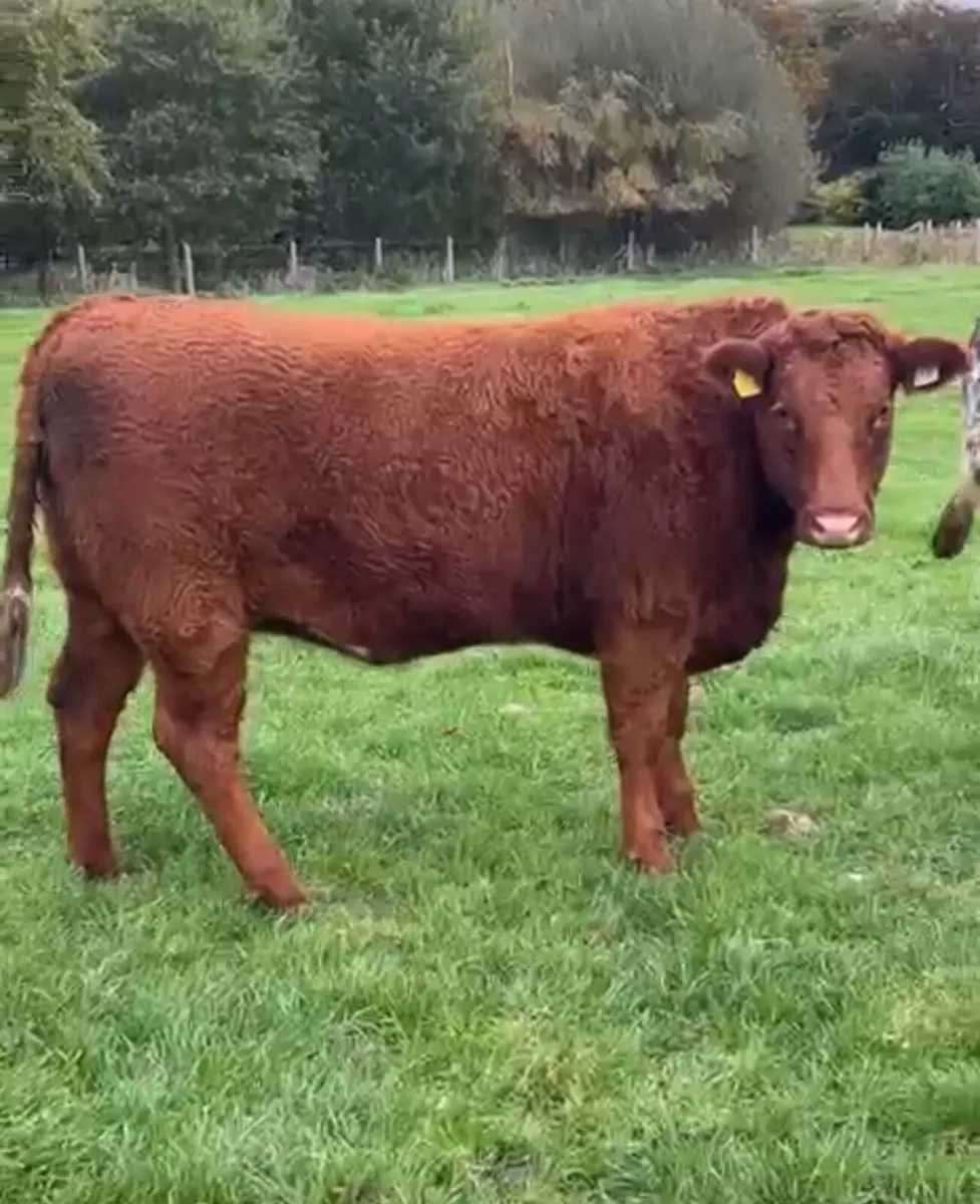 Springer and maiden heifers - Image 4