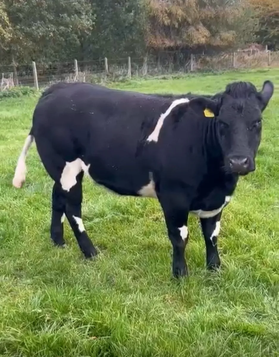 Breeding Heifers - Image 1