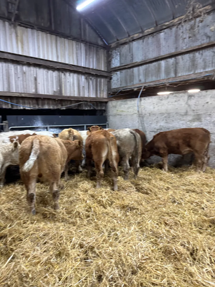 Charolais and lim bullocks - Image 1