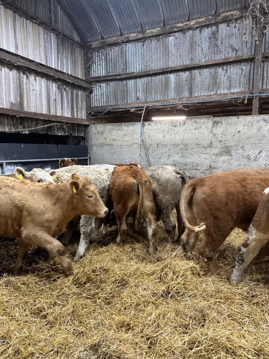 Charolais and lim bullocks - Image 4