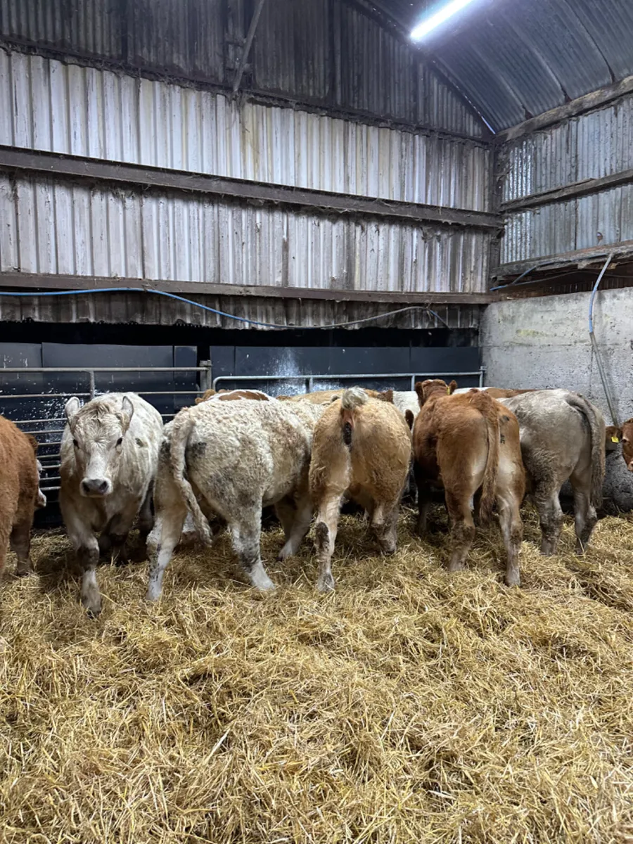 Charolais and lim bullocks - Image 2