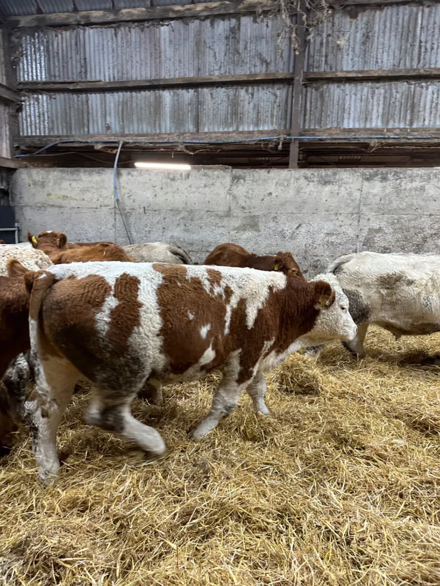 Charolais and lim bullocks - Image 3