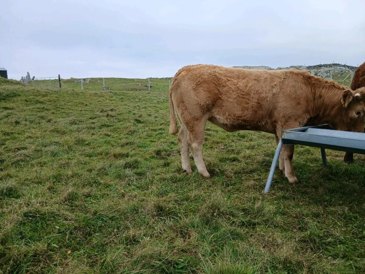 In calf heifer - Image 1