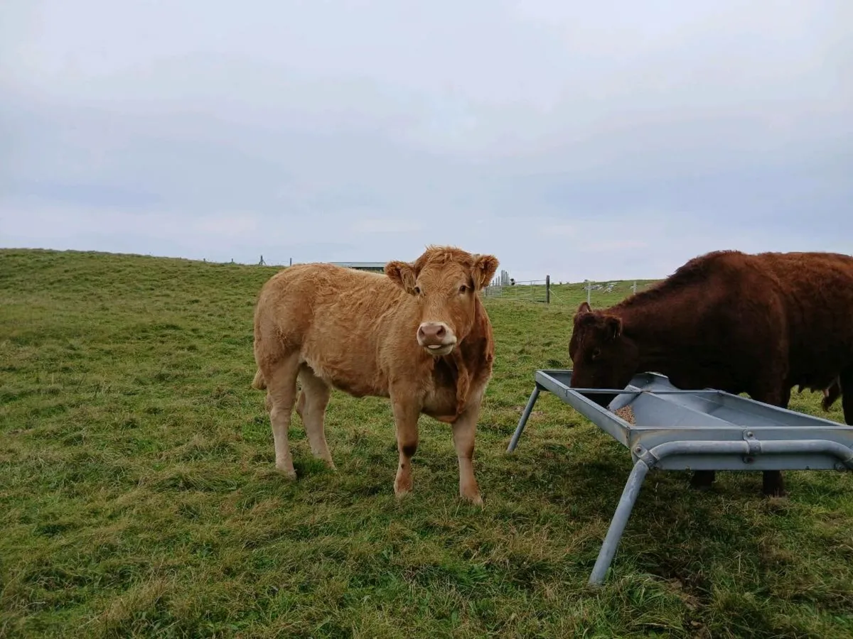 In calf heifer - Image 2