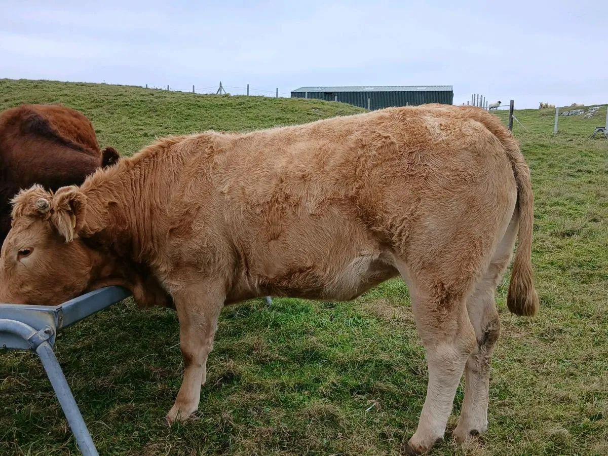 In calf heifer - Image 3