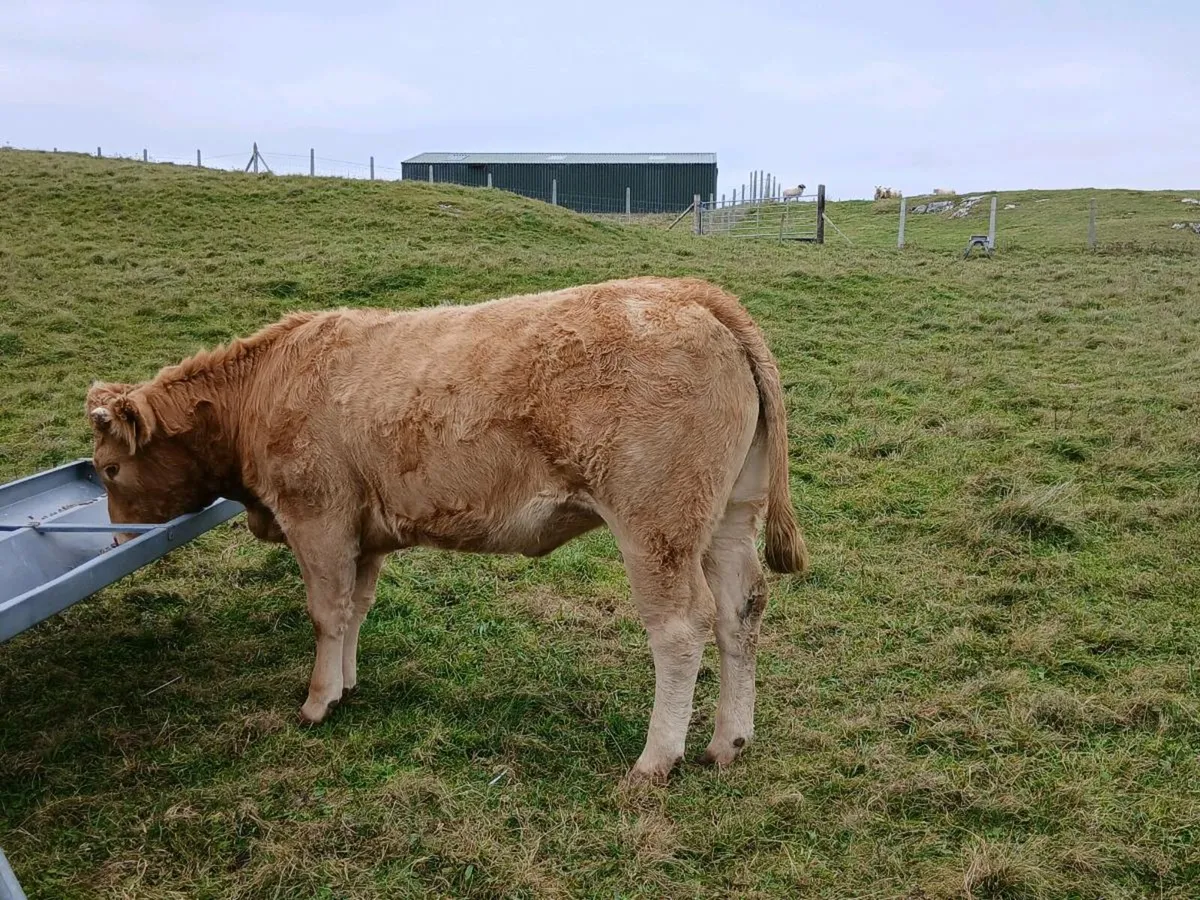 In calf heifer - Image 4