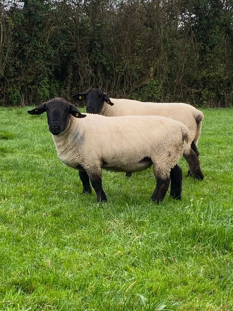 Suffolk Ram - Image 1