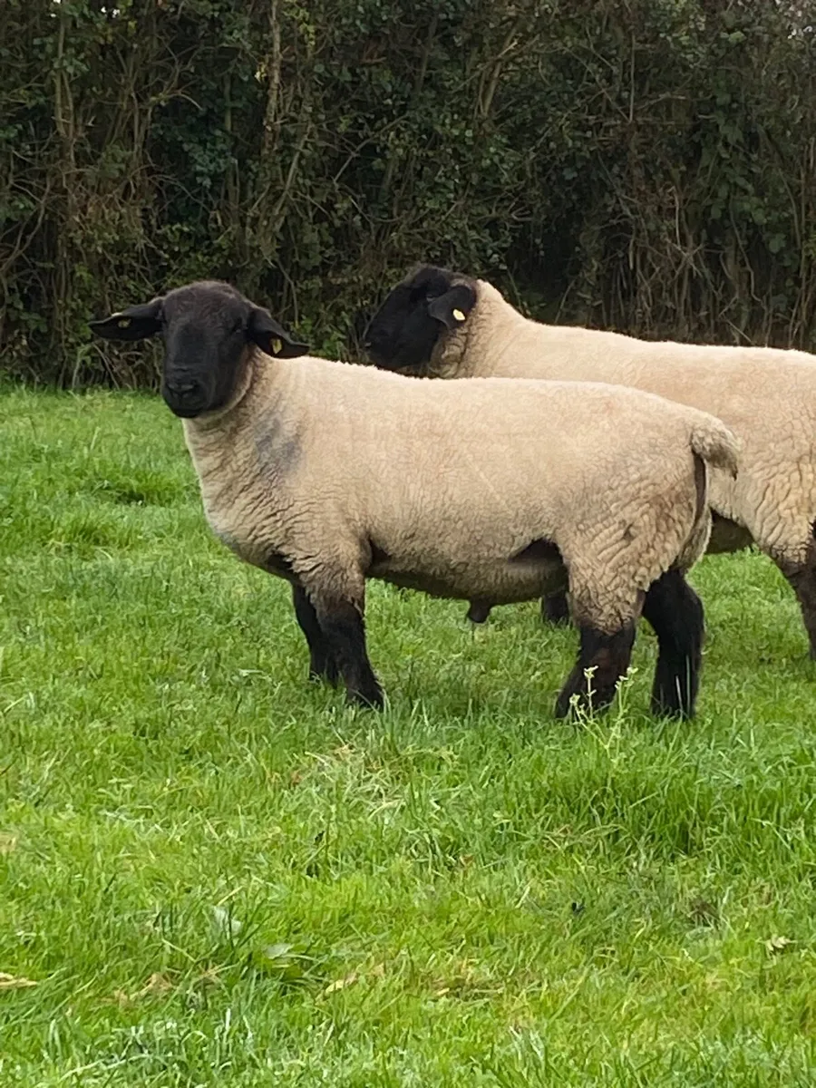 Suffolk Ram - Image 2