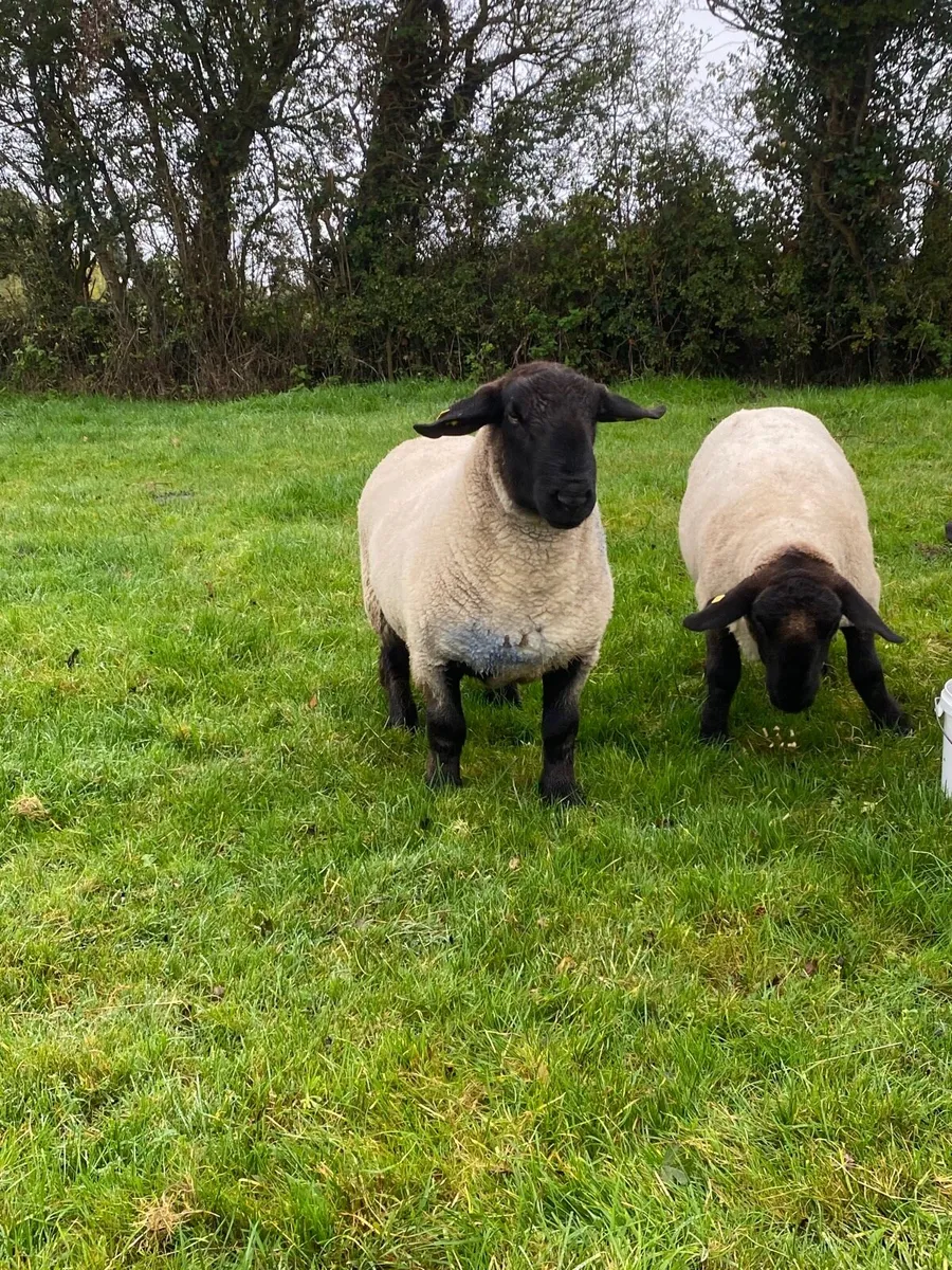 Suffolk Ram - Image 3