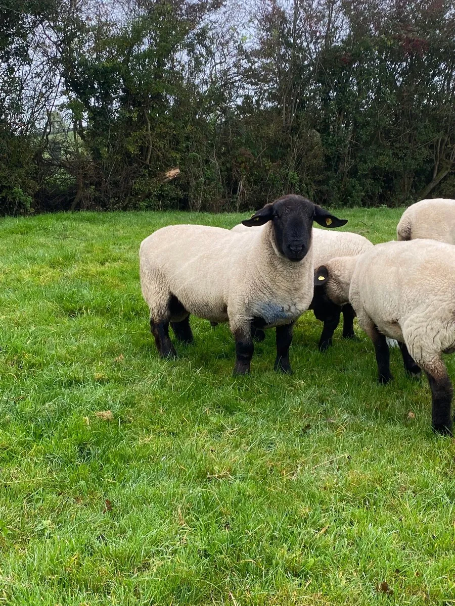 Suffolk Ram - Image 4