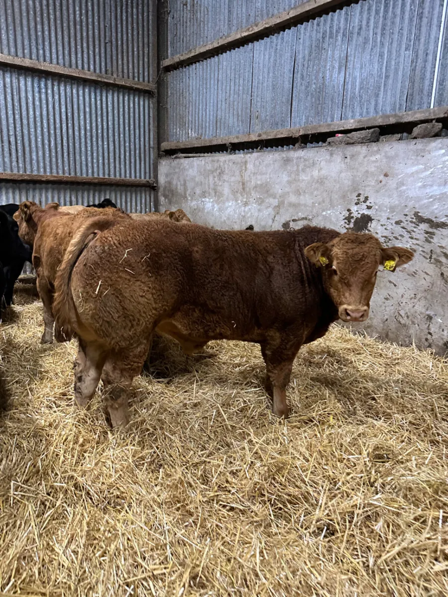 Lim bulls and bullocks - Image 3