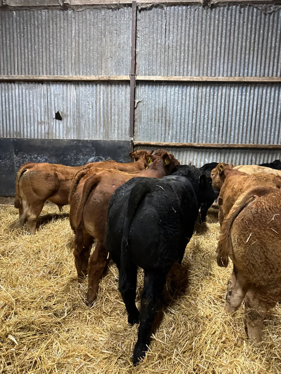 Lim bulls and bullocks - Image 4