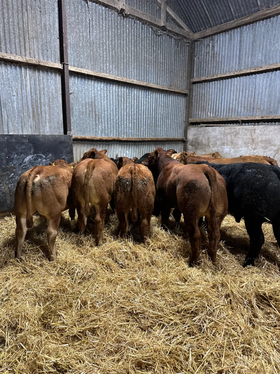 Lim bulls and bullocks - Image 1