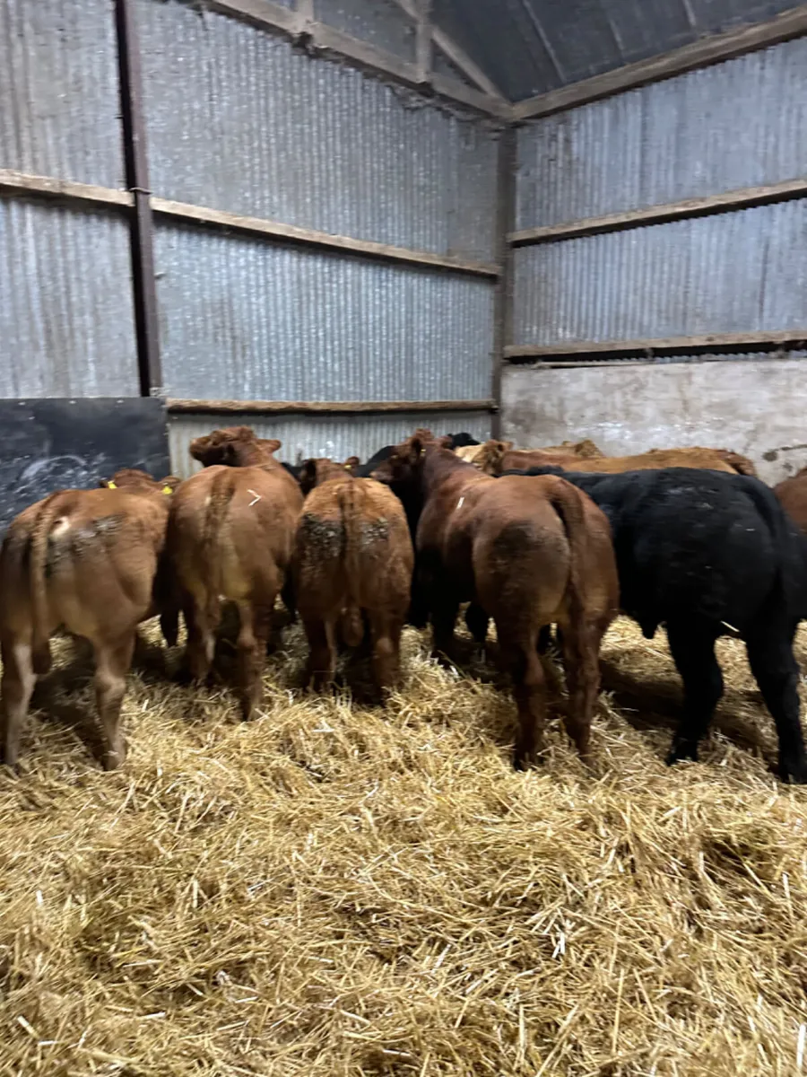 Lim bulls and bullocks - Image 2