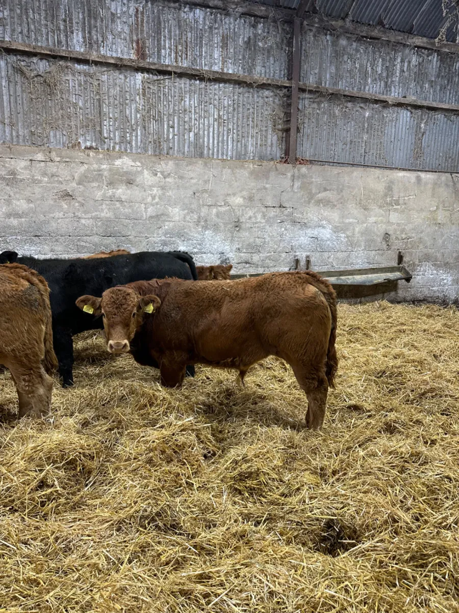 Lim bullocks - Image 1