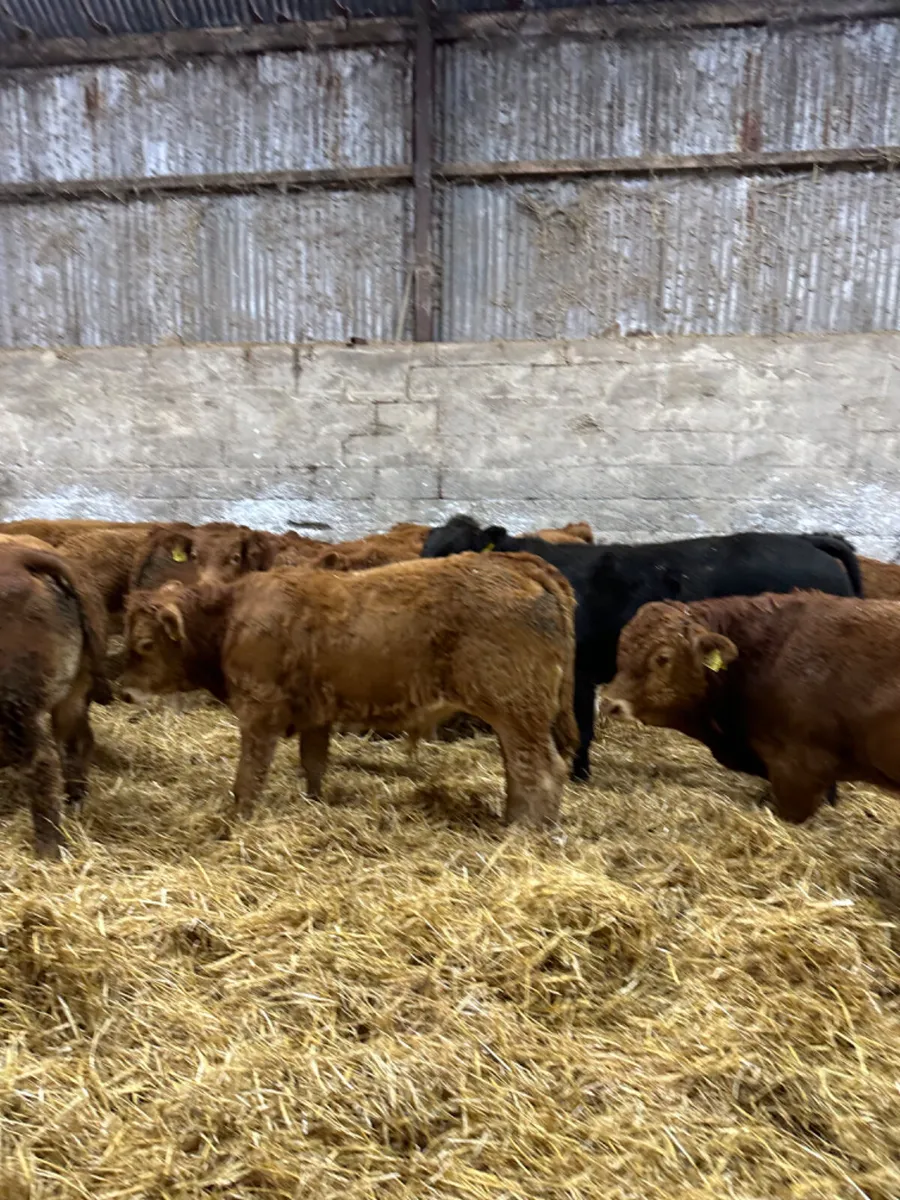 Lim bullocks - Image 2