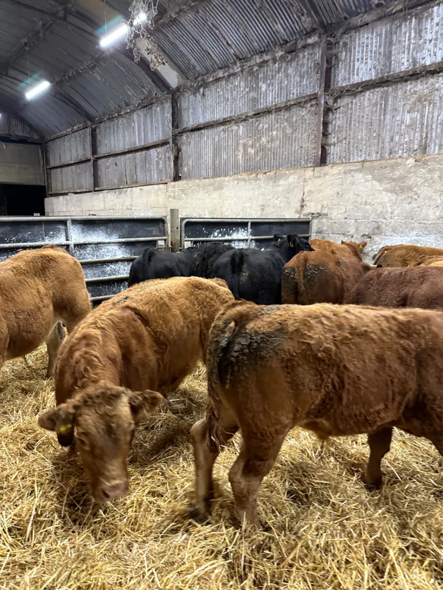 Lim bullocks - Image 4