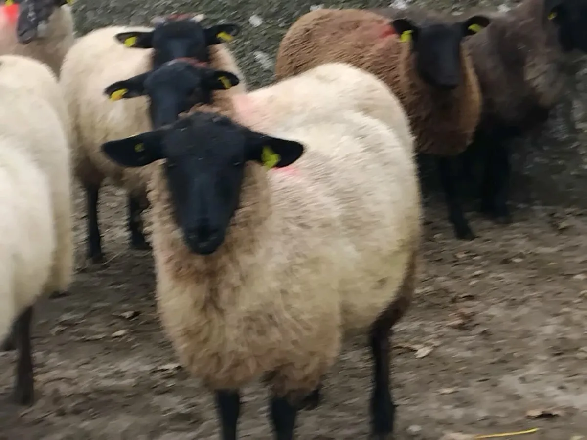 26 Suffolk Ewe Lambs - Image 2