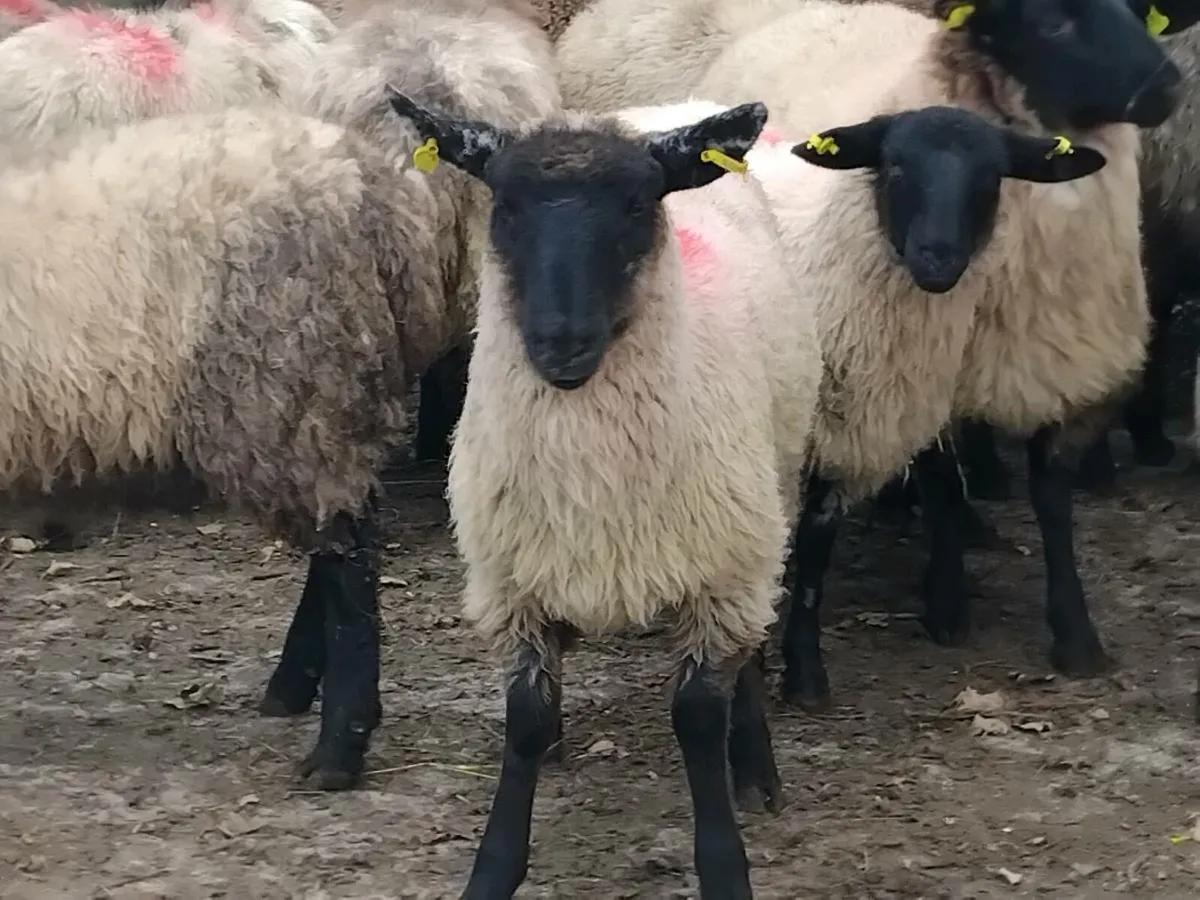 26 Suffolk Ewe Lambs - Image 3