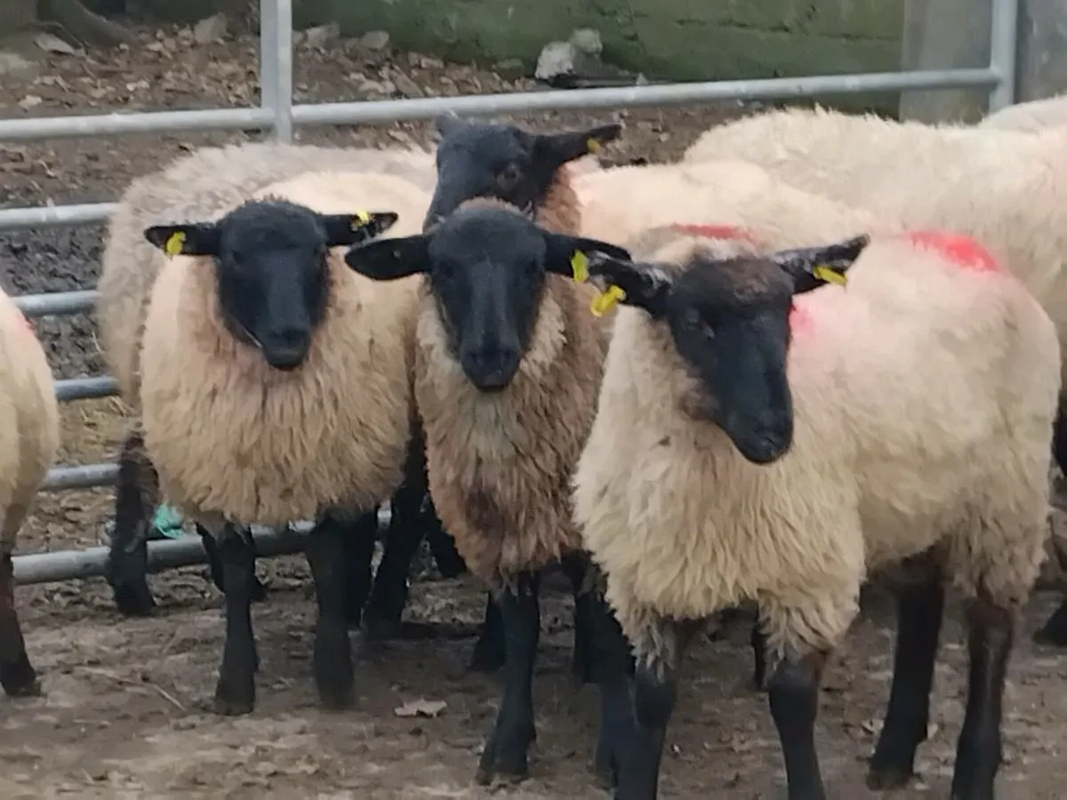 26 Suffolk Ewe Lambs - Image 1