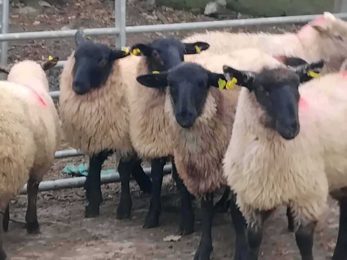 26 Suffolk Ewe Lambs - Image 4