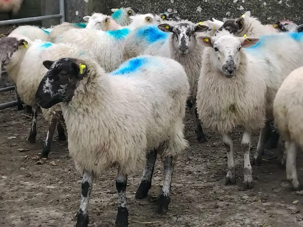 25 Texel Ewe Lambs - Image 1