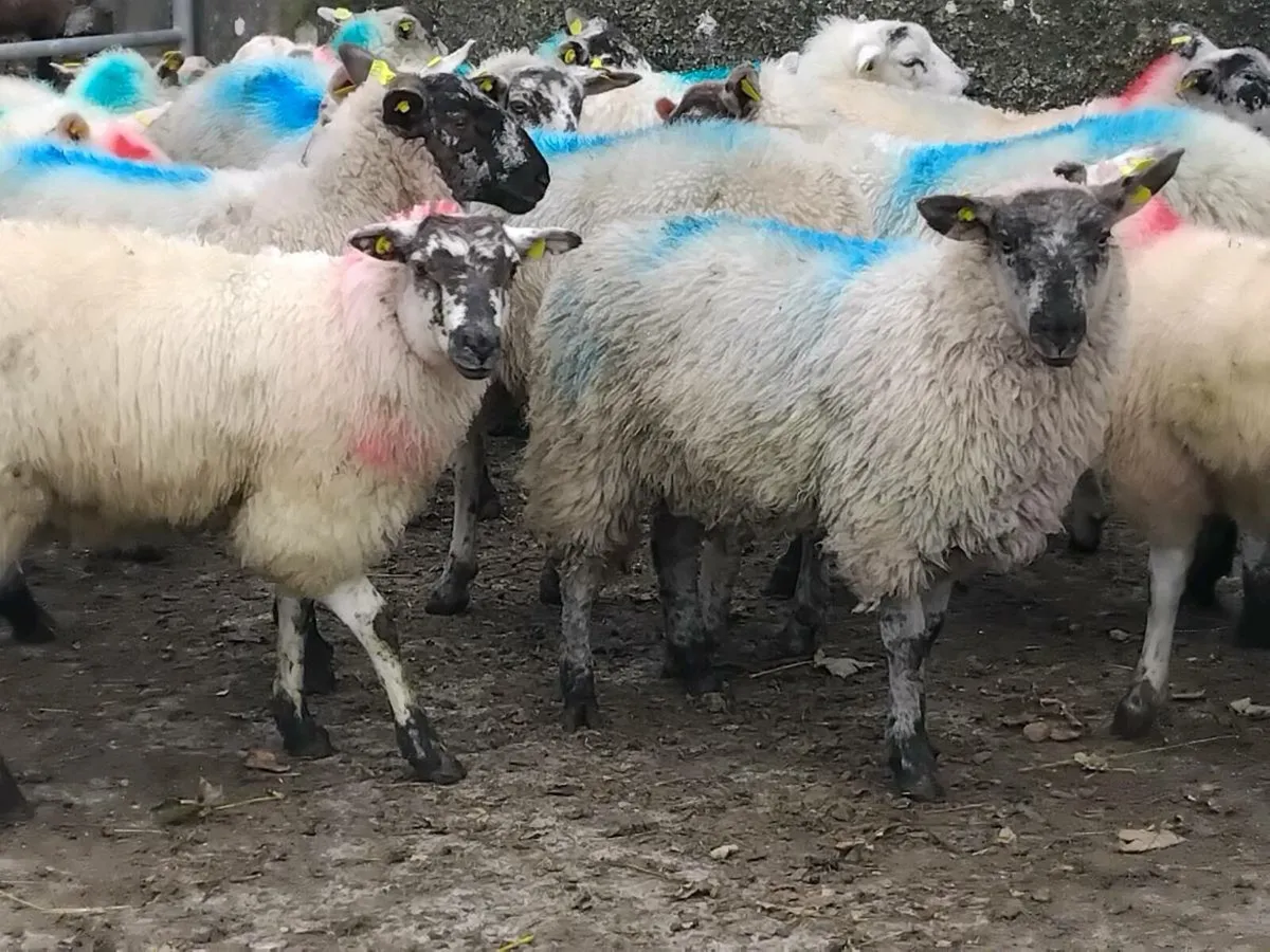 25 Texel Ewe Lambs - Image 2