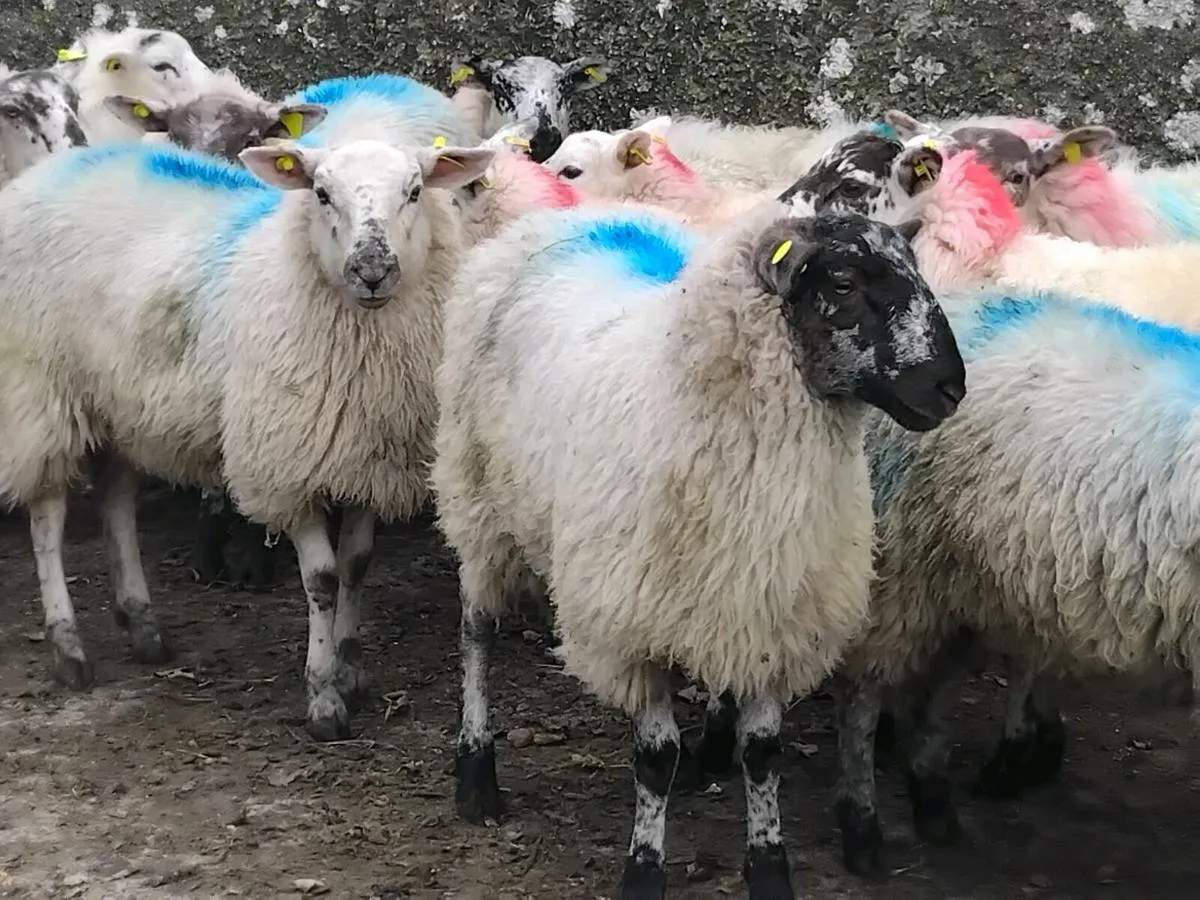 25 Texel Ewe Lambs - Image 3