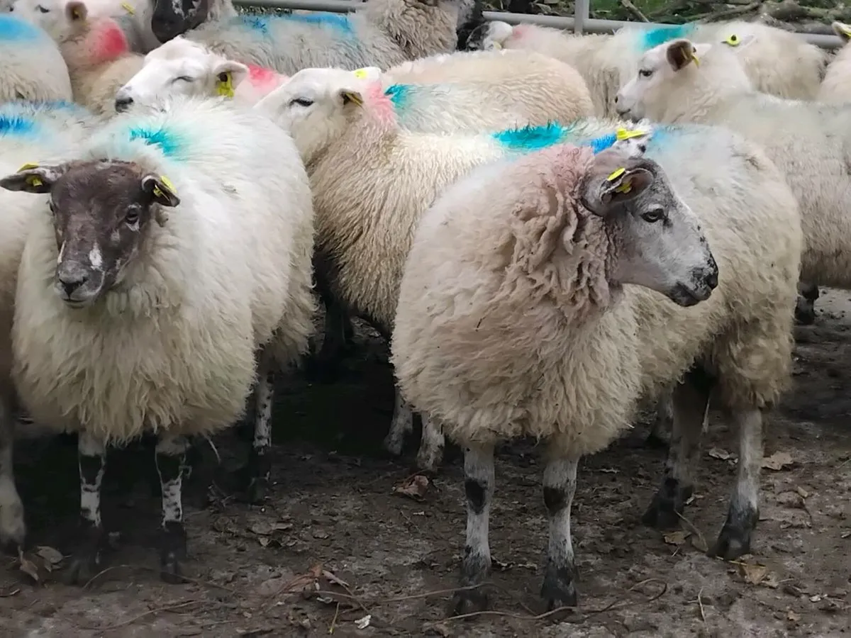 25 Texel Ewe Lambs - Image 4