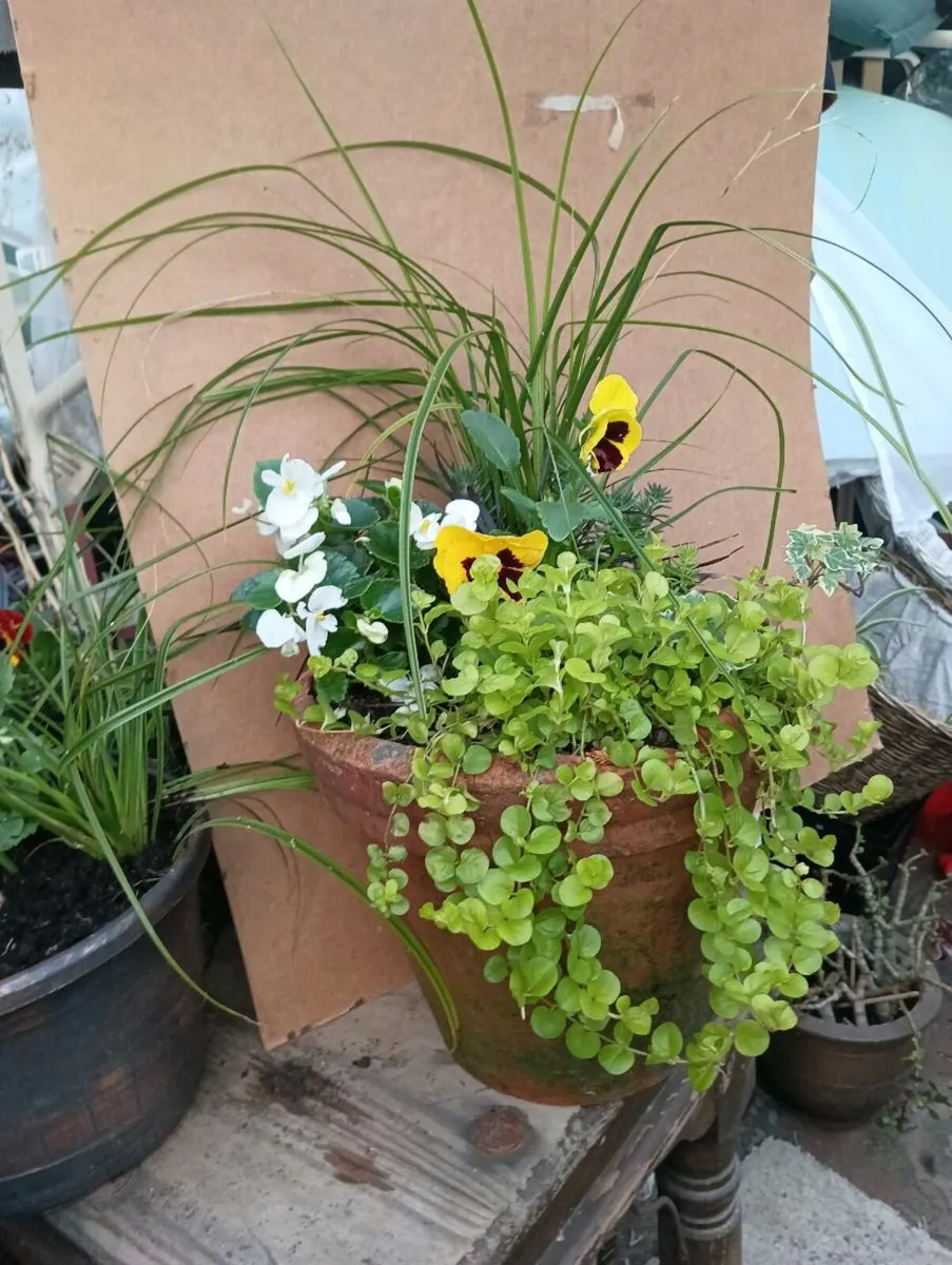 Beautiful large ceramic terracotta pot, - Image 1
