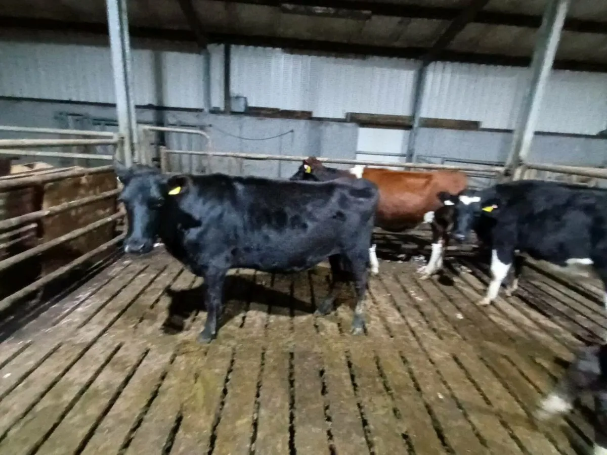 Bulling Heifers - Image 2