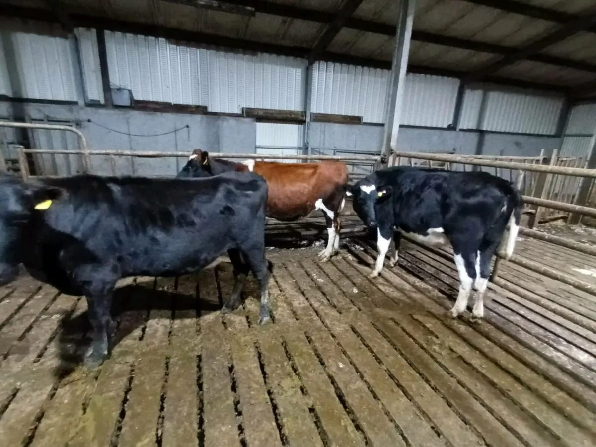 Bulling Heifers - Image 1