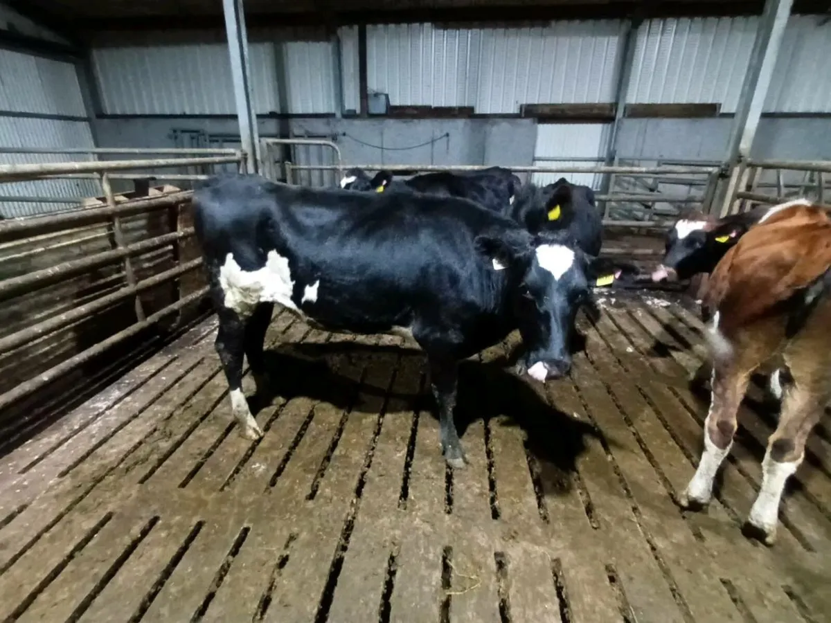Bulling Heifers - Image 3