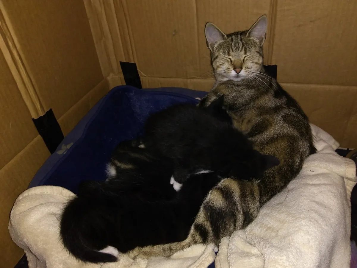 Natural Raw-Fed Kittens - Image 1