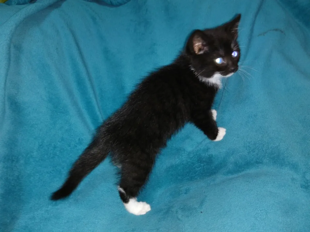 Natural Raw-Fed Kittens - Image 2