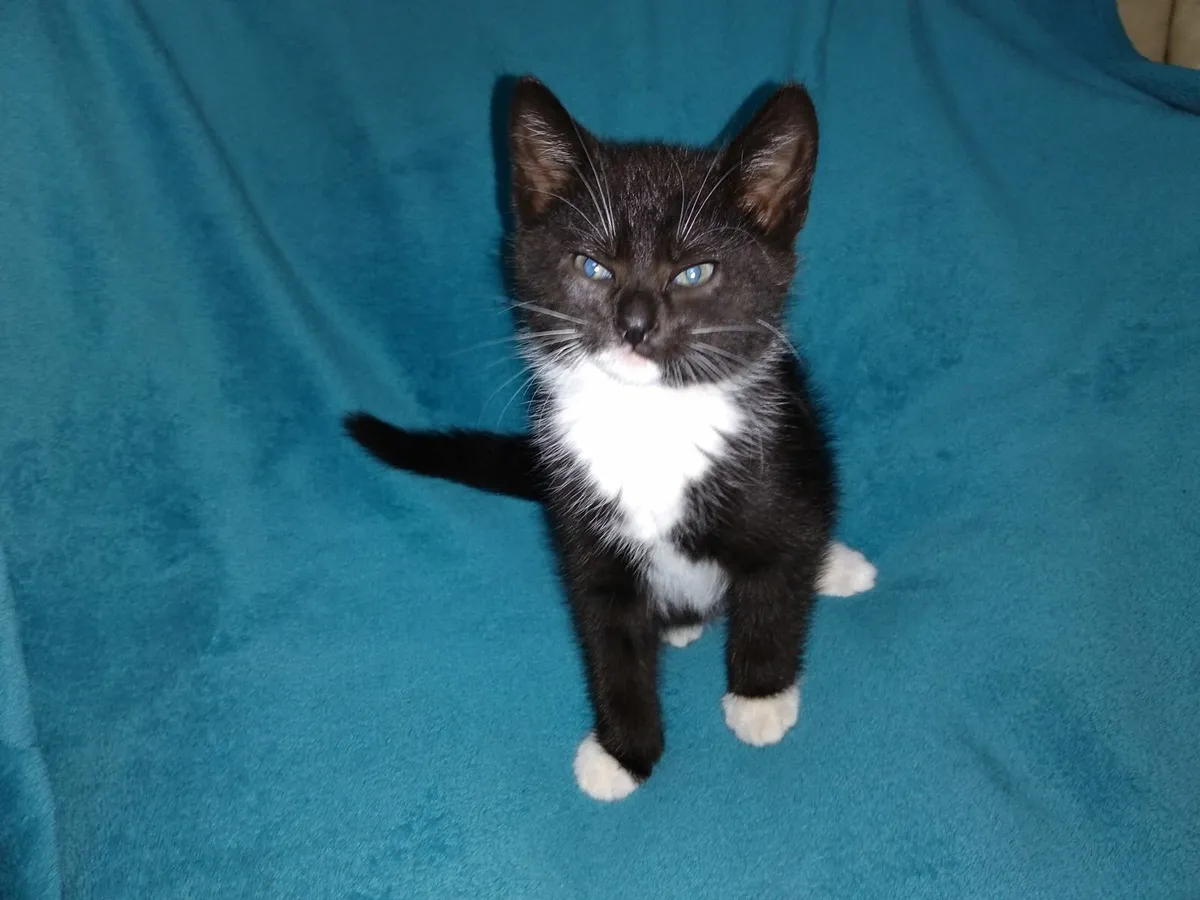 Natural Raw-Fed Kittens - Image 3