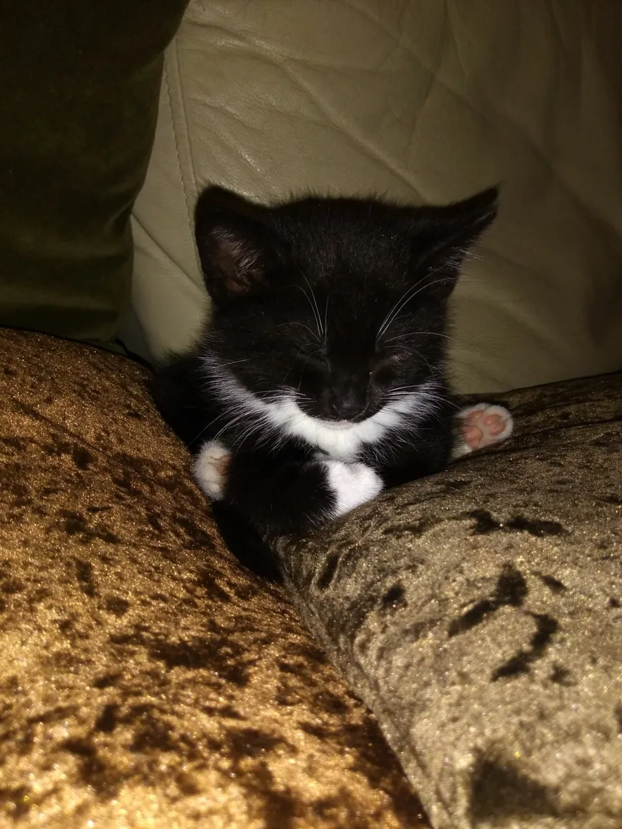 Natural Raw-Fed Kittens - Image 4