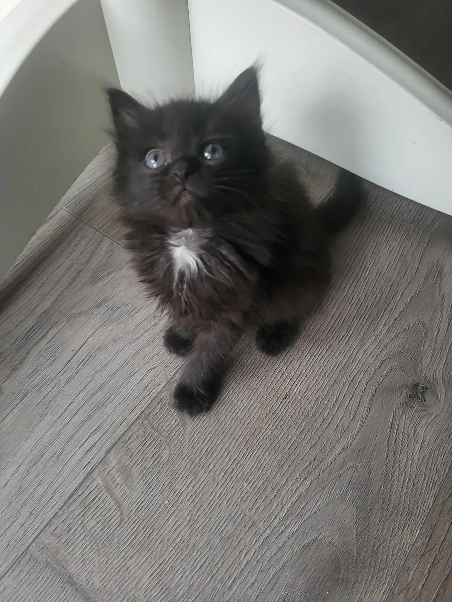 Sweet kittens😍 - Image 2