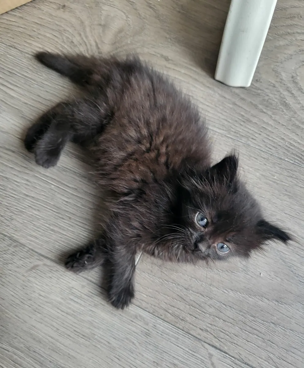 Sweet kittens😍 - Image 3