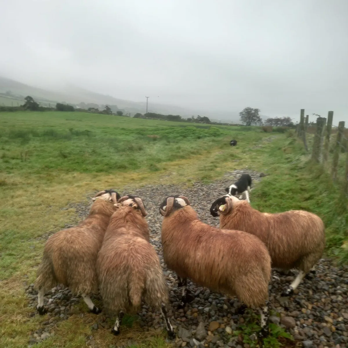 Horn ram lambs   sis - Image 1