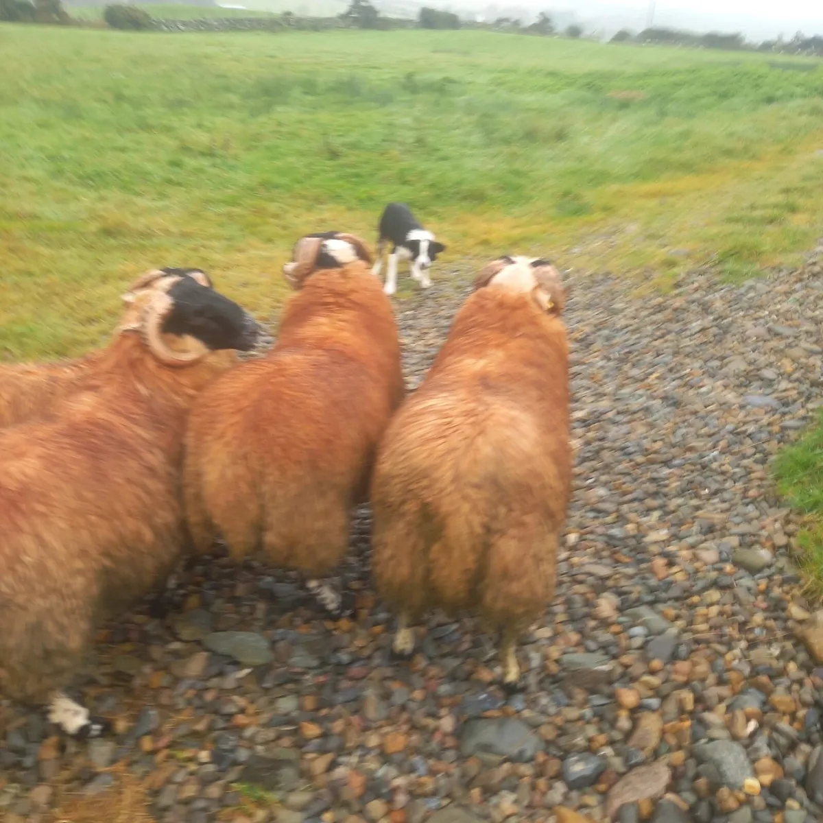 Horn ram lambs   sis - Image 2