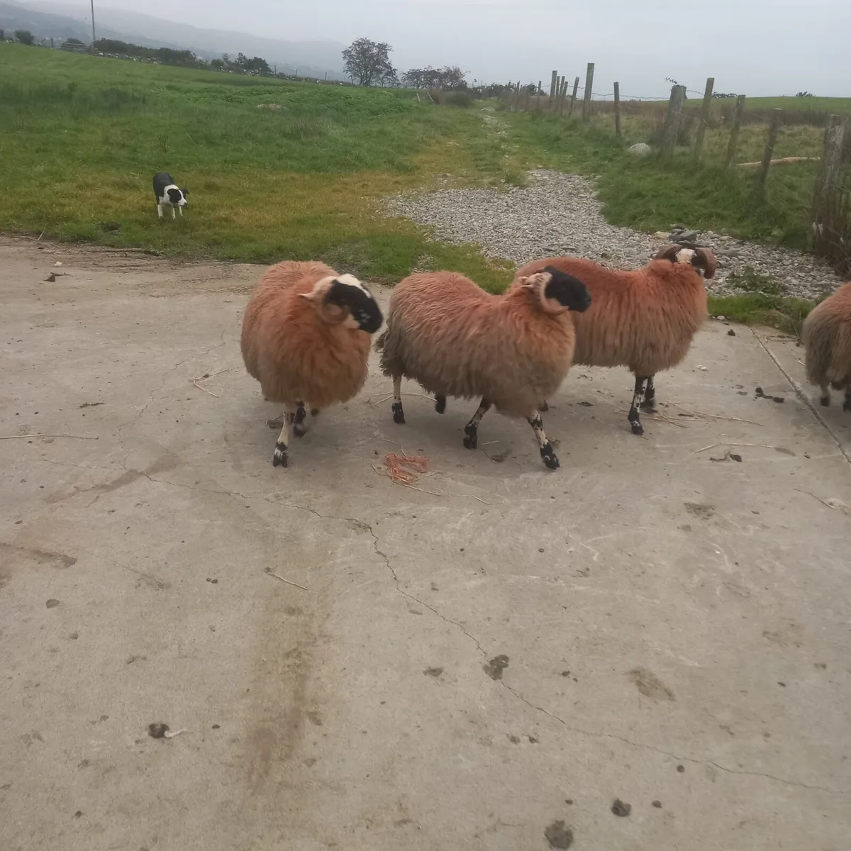 Horn ram lambs   sis - Image 3