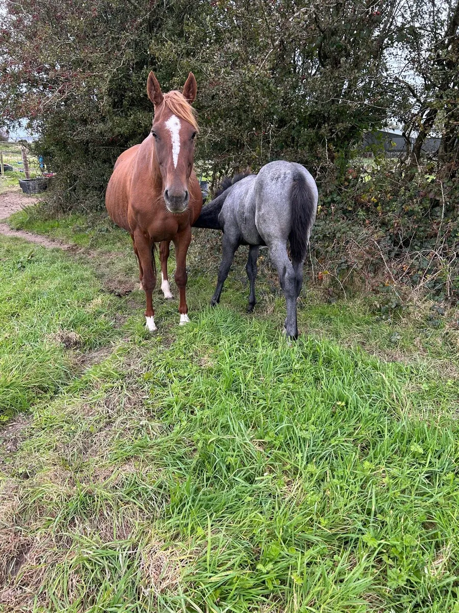 Colt foal for sale - Image 3
