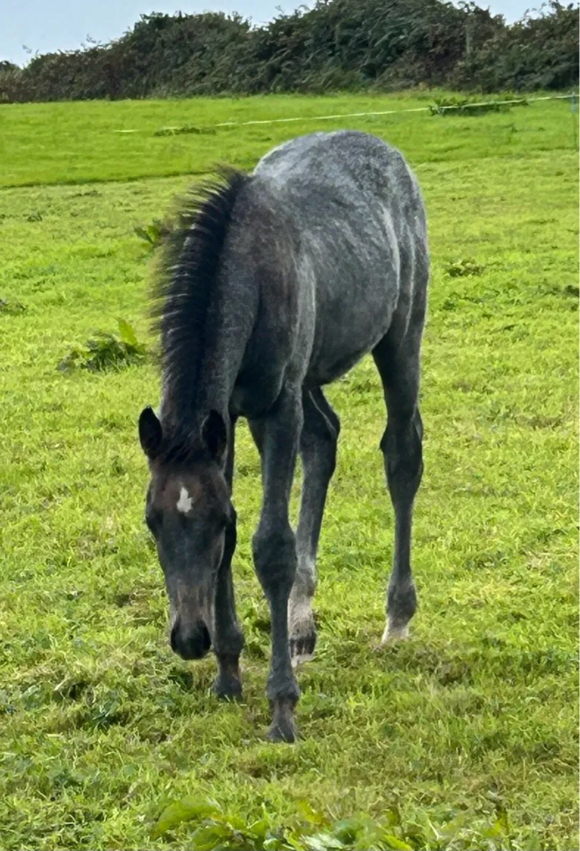 Colt foal for sale - Image 4