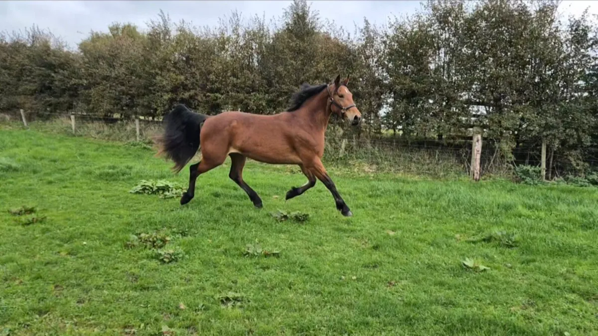 🌟Class 1 Connemara three year old Filly - Image 1